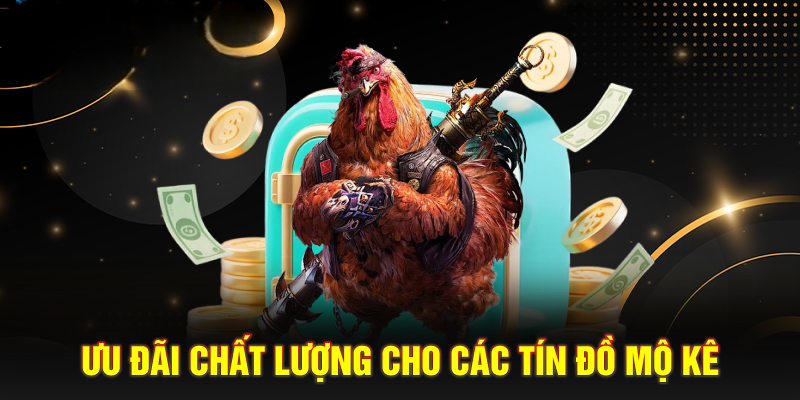 Đá Gà Zing88 – Livestream HD, Theo Dõi Trận Đấu Mọi Nơi
